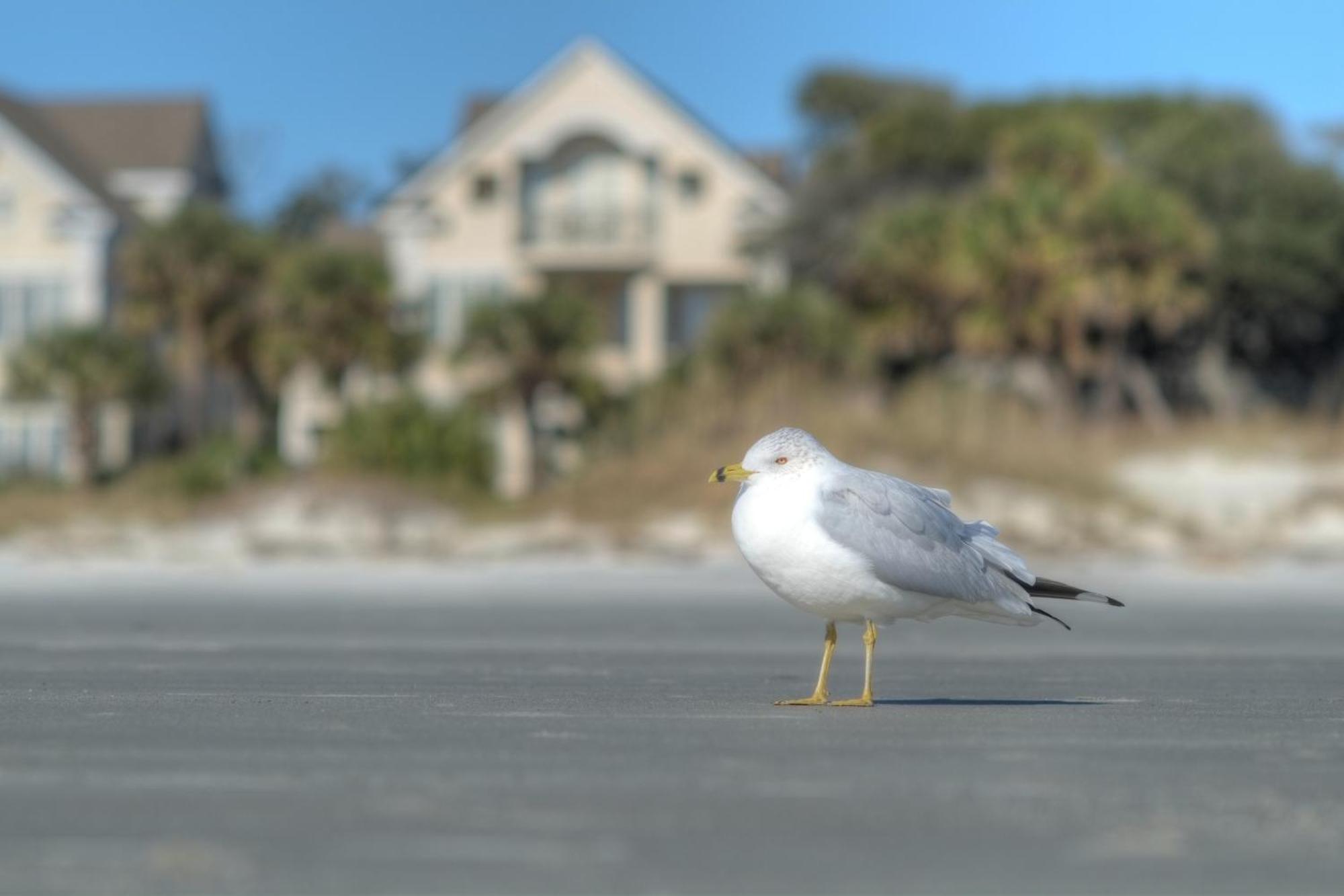 Racquet Club Villas Hilton Head Island Quarto foto